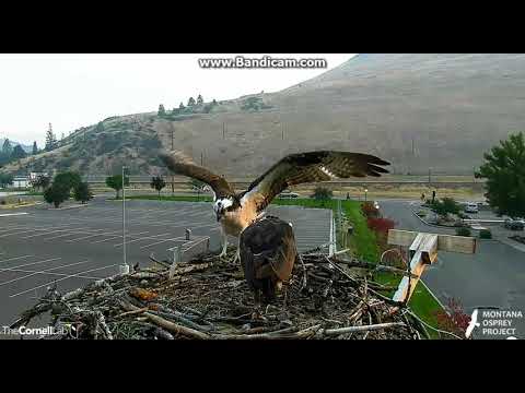 Louis and Iris Osprey On the Nest...calling for L'el'e Perhaps