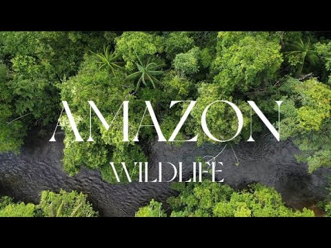 Amazon Wildlife In 4K ULTRA HD - Amazon Rainforest Jungle | Scenic Wildlife Film With Calming Music