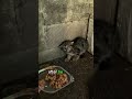 From Fear To Friendship Unbelievable Transformation Of A Feral Cat