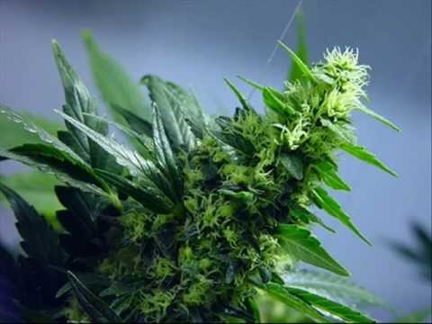 Ras Mael I - Hierba Santa