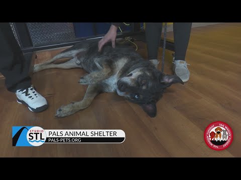 It's Tail Waggin' Tuesday with PALS Animal Shelter! - YouTube