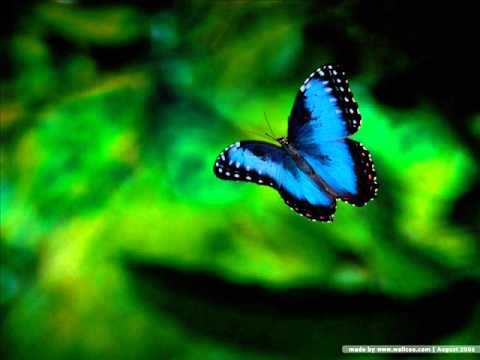 Kai Warner's Oriental Express - Fly Butterfly