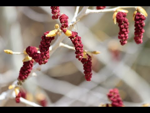 Native Plants of Coronado Historic Site - Rio Grande Cottonwood