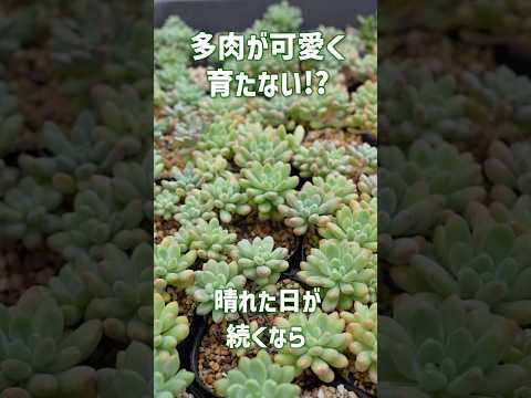 ビールは植物に良いですか 2023