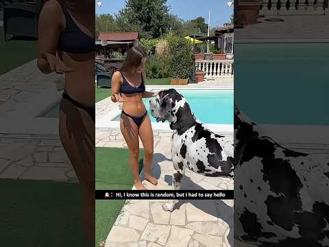 Funny Great Dane 🐶🤣🥰🤪#doglife #dog #funny #funnypets #funnyanimals #funnyshorts #fyp #foryou