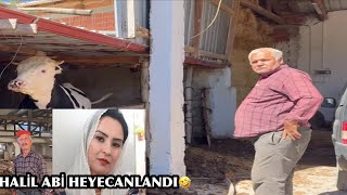 KARI KOCA BESİ ÇİFTLİĞİ YAPIYOR HALIL ABİYE KADIN BULDUM🤣