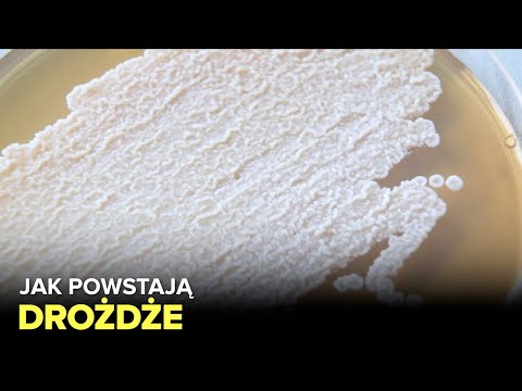 Jak produkowane są drożdże? - Fabryki w Polsce