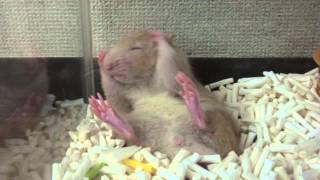 Dietrich the Rat Grooms Himself Sitting / ラットのディートリッヒ、座って毛づくろい