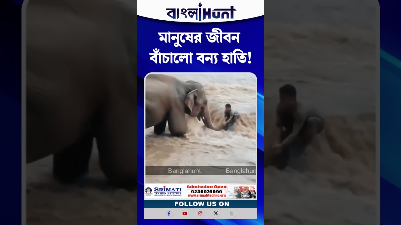 আসামের বন্যায় মনমুগ্ধকর দৃশ্য! মানুষের জীবন বাঁচালো বন্য হাতি!