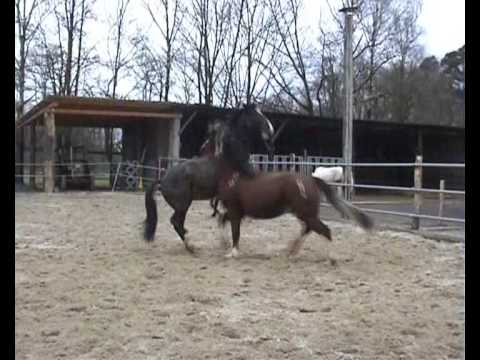 Hof Waldblick: Pferde spielen - Folge 2: Wallache beim Steigen - Horses are playing