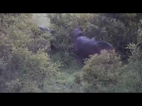Djuma: Hippos-resident gets out of water to confront another-Part 1 - 04:42 - 12/20/21