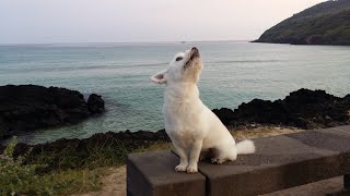 preview picture of video 'Milky Series / Hamdeok Beach Jeju Korea 20100619  'Hamdeok Beach is Milky's Ground' /'