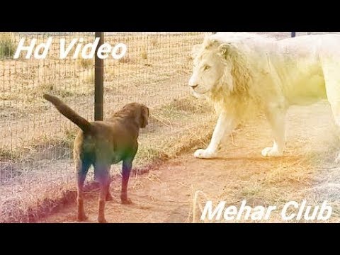 Lion And Dog Friendship
