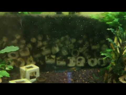 20180904 Bomba de 5W para filtro de placas