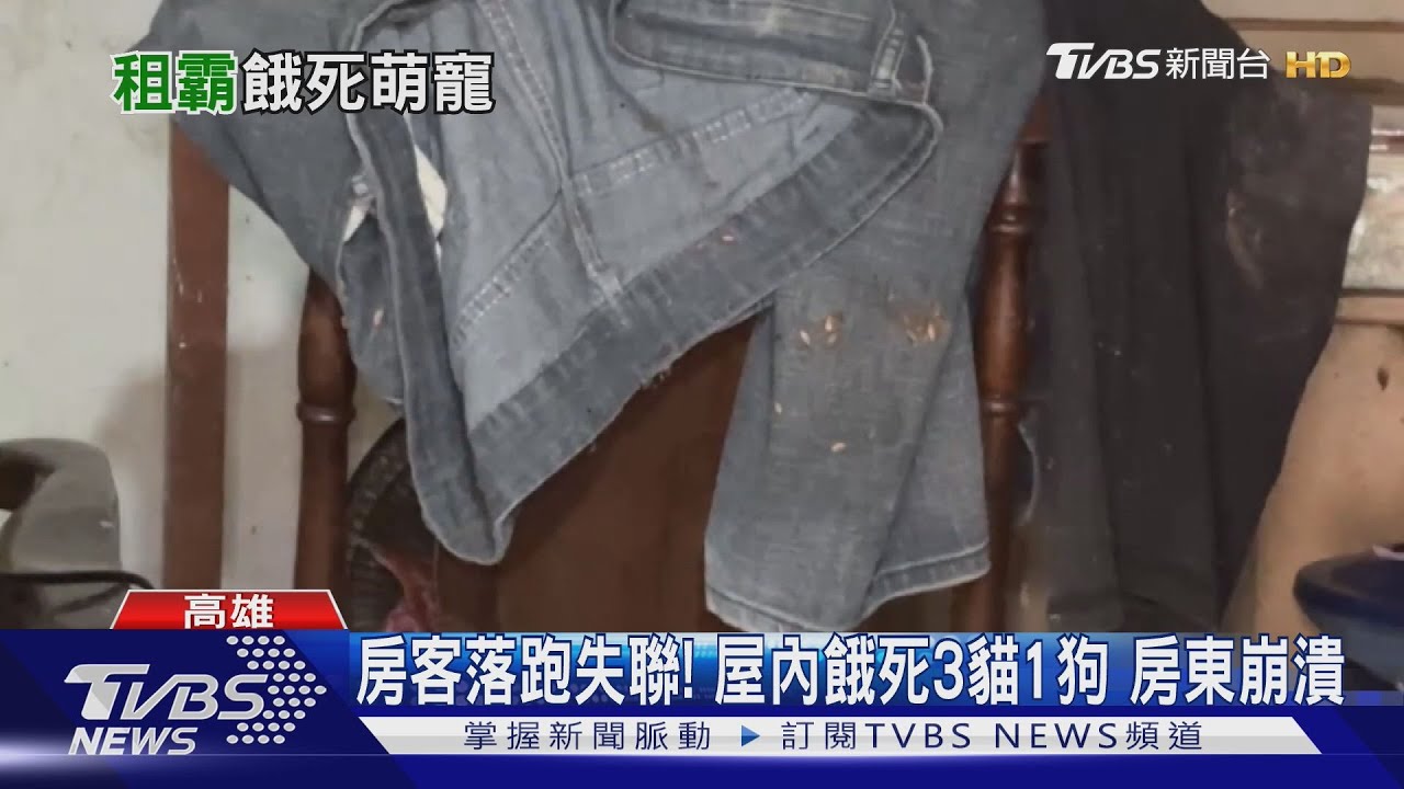 養寵不養活!屋內餓死3貓1狗 房東崩潰:清垃圾報價10萬