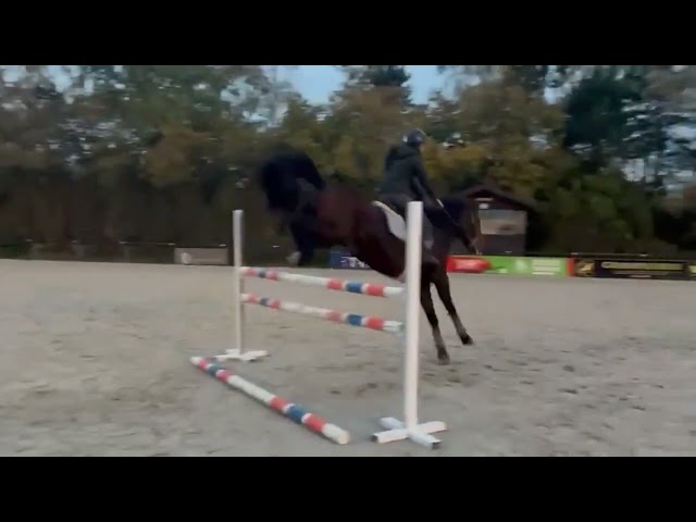 Alisja, jument très pratique !