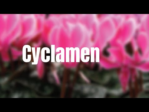 Cyclamen: Quick Care Tips