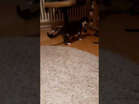 Cat Gets Scared from Loud Drum Sound and Shakes - 1063778