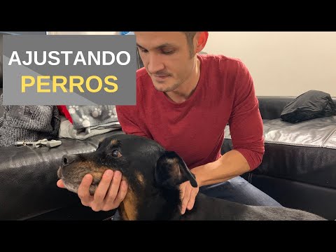 Ajustando Un Perro Paralizado
