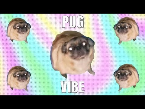 Pug Vibe Goes Hard