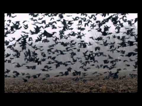 Boiled In Lead - Black Crows