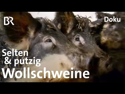 Wollschweine aus Oberfranken: Eine echte Sauerei | Zwischen Spessart und Karwendel | BR