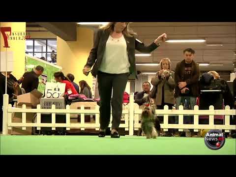 Insubria Winner Circuit 2017 - Yorkshire Terrier Club Championship