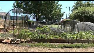 Useless Park transformed to Edible Garden