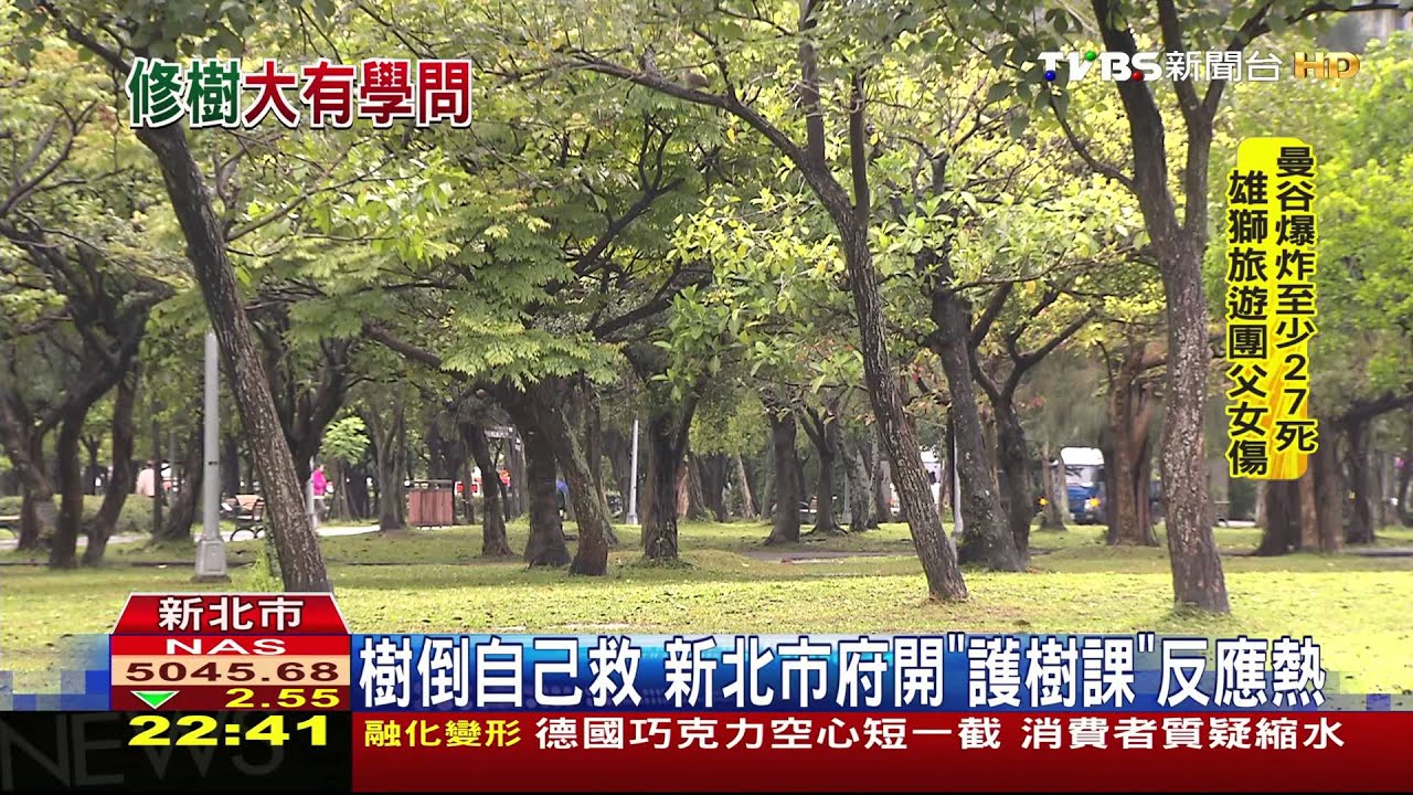 風災後重建／路樹不當修剪　專家：後年後恐成安全隱憂