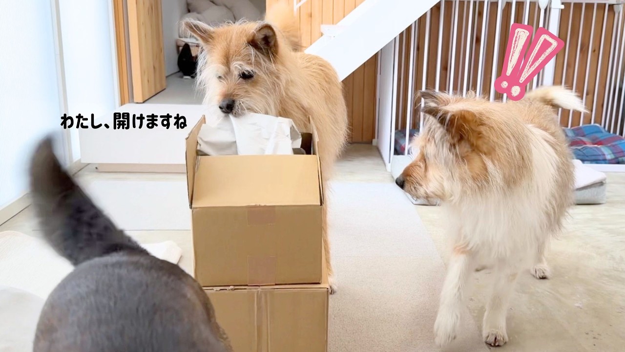 張り切ってオヤツの段ボール開封を手伝う陽気なぽっちゃん