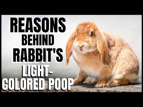 , title : 'Reason Behind Rabbit’s Light Colored Poop