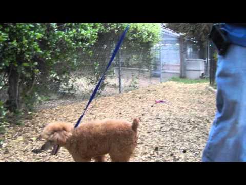 Butternut, an adopted Poodle in Houston, TX_image-1