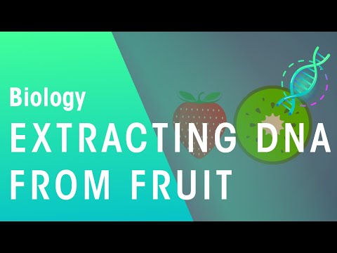 How DNA Can Be Extracted From Fruit | Genetics | Biology | FuseSchool