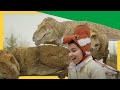 Dinosaurs Discoveries Stygimoloch Spikes Therizinosaurus Love ️ Dino Dana DinoKids
