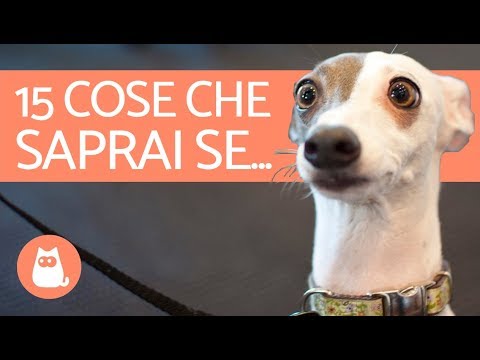 Come utilizzare lo zenzero per le articolazioni Dopo addome dolore mensile e la vita può essere