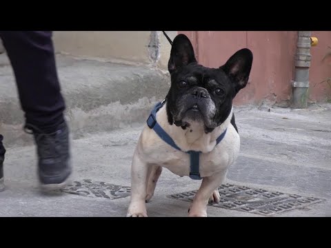 Coronavirus, a Firenze e Pisa i cani la fanno da padroni
