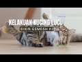 Kumpulan Kucing Lucu Bikin Gemesh 2 Funny Cat