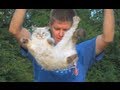 Slow Motion Flipping Cat Physics | Smarter Every ...