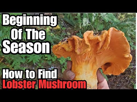 Where to start LOOKING (Lobster Mushroom Hunting EP. 1) or any Mushrooms.