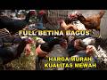 Many Good Female Bangkok Chickens Review Of Madura Traditional Chicken Market