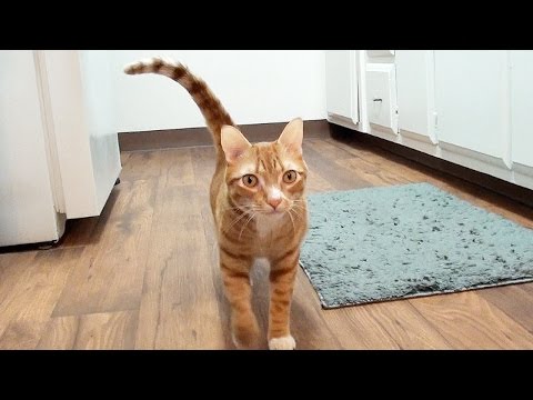 YouTube video about: How do cats say thank you?