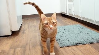 Download lagu How Cats Say 'I Love You' mp3 Download lagu How Cats Say 'I Love You' mp3