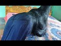 Beautiful Indian Girl Gorgeous Silky Long Hair Play Hair Play For Black Sinning 4Ft Long Hair