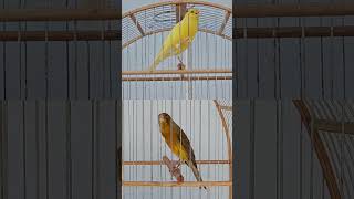 Canário Amarelo vs Canário Pé Duro - Duelo do Belgas #canariobelga