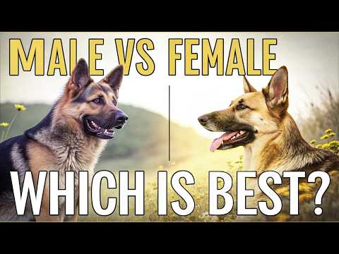 Male vs Female German Shepherd 🐕 Which Is Best for You?