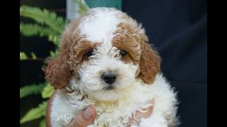 Video preview image #1 Poodle (Miniature) Puppy For Sale in HONEY BROOK, PA, USA
