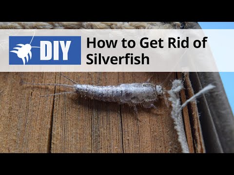  How to Get Rid of Silverfish Video 