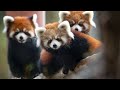 Adorable Red Pandas Compilation | 9GAG