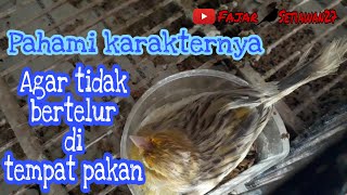 Download lagu Overcoming canaries that lay eggs in the feeder #CanaryLivestock mp3 Download lagu Overcoming canaries that lay eggs in the feeder #CanaryLivestock mp3