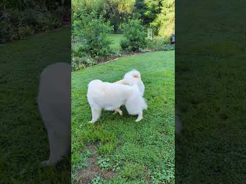 Pyrenees at Play! #greatpyrenees #dog #adorabledog